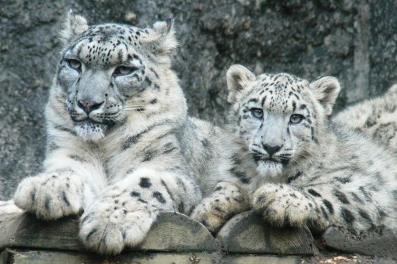 Ձյունե ընձառյուծները դադարել են անհետացող տեսակ լինել