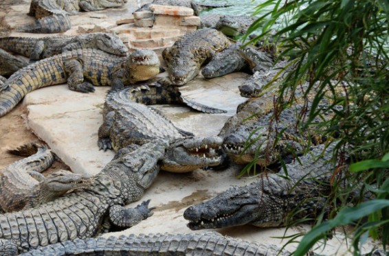 Չինաստանում կենդանաբանական այգուց 78 կոկորդիլոս է փախել