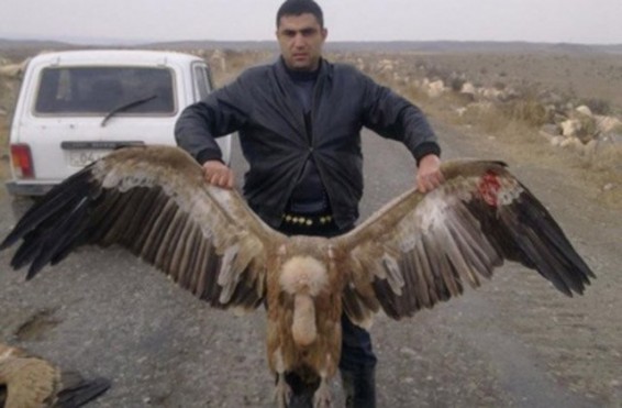 Սպիտակագլուխ անգղերի որսած անձը Շենավան համայնքի ղեկավարն է. նոր մանրամասներ