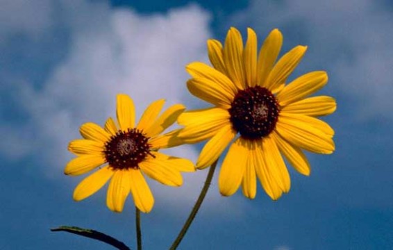 Հոկտեմբերի 8-9-ը սպասվում է առանց տեղումների եղանակ