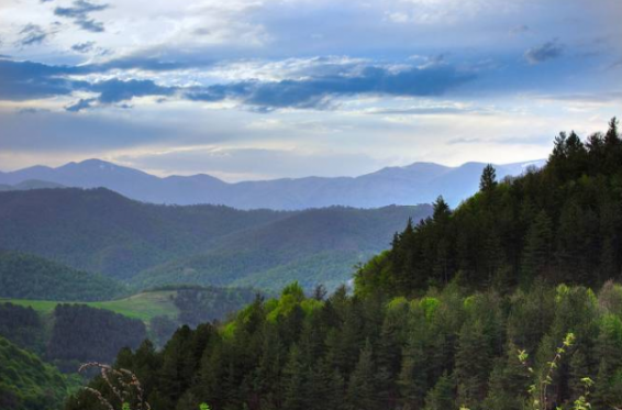 «Դիլիջան» ազգային պարկում անտառխախտման երեք դեպք է արձանագրվել