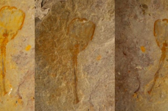 ԱՄՆ-ում միլիոնավոր տարիներ առաջ անհետացած կենդանու հետք է հայտնաբերվել