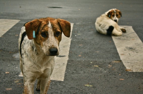 Իտալուհին միլիոնավոր եվրոները կտակել է թափառող շներին