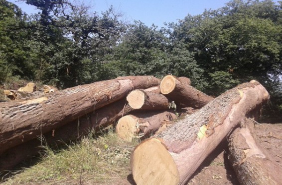 Շիկահողի արգելոցում շուրջ 40 թանկարժեք ծառ է հատվել. ահազանգ