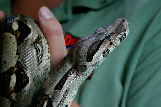 Գերմանիայում ոստիկանները ձերբակալել են տաբատում 35 սմ պիթոն թաքցնող երիտասարդի