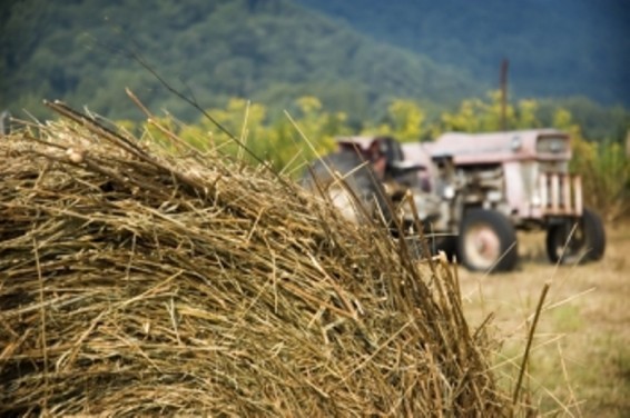Այրվել է անասնակեր