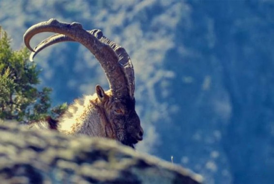 Լեռնային Հայաստան, բեզոարյան թագավորություն. Ռուսական կայքը ֆիլմ է նկարահանել Հայաստանի վայրի բնության մասին