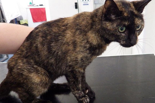 Բրիտանուհուն արգելել են տնային կենդանիներ պահել կատվին մեղրով բուժել փորձելու պատճառով