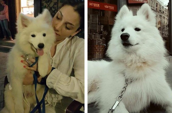 Ոստիկանական մեքենան վրաերթի է ենթարկել դերասանուհի Ելենա Բորիսենկոյի շանը և դիմել փախուստի