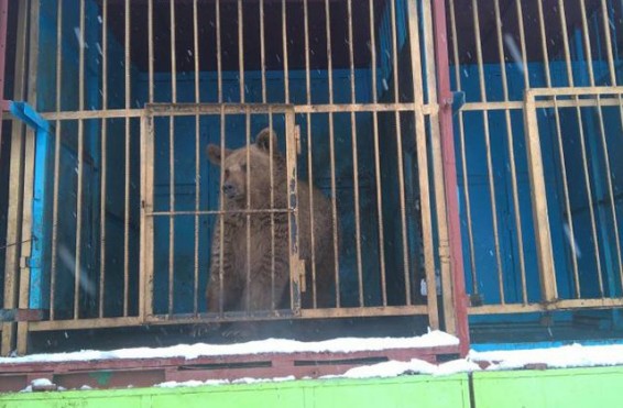 Արջը Գյումրիի ռեստորանային համալիրից տեղափոխվել է Երևանի կենդանաբանական այգի