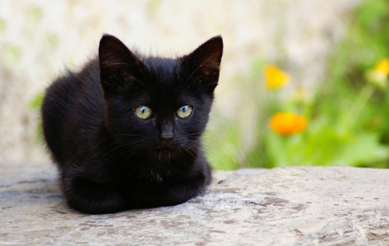 Թուրքիայում կստեղծվի կատուների առաջին գյուղը