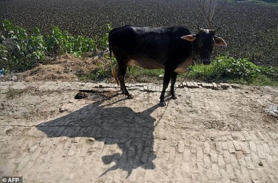 Հնդկաստանում բանտարկյալներին մտադիր են դարձի բերել «կովերի ազդեցիկ ուժի» օգնությամբ