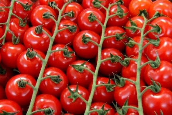 «Ռոսսելխոզնադզորը» կուսումնասիրի Թուրքիայի մի շարք ձեռնարկություններից լոլիկի ներկրման հարցը