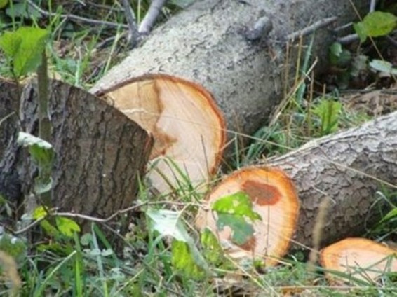 Նոյեմբերյանի անտառապետի գործն ուղարկվեց դատարան. հայտնի է մեղադրական եզրակացությունը