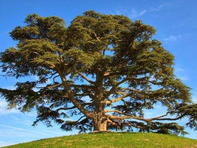 Ճապոնացիները ծառից ալկոհոլ են ստացել