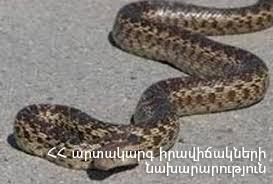 Փրկարարները հայտնաբերել են օձին և տեղափոխել անվտանգ տարածք