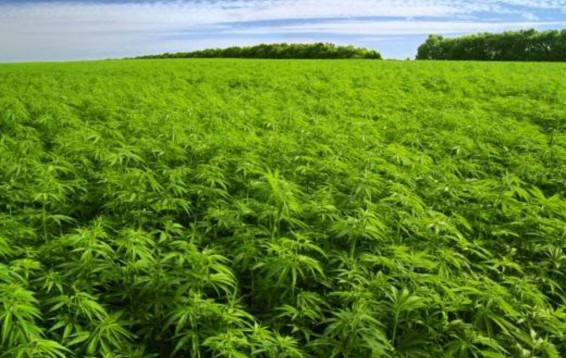 Ֆրանսիական գյուղում մարիխուանայի թփերի թիվը գերազանցել է բնակիչների թիվը