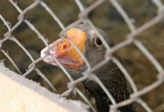 Կանադայում թռչնի գրիպի պատճառով 14.000 բադ կոչնչացվի