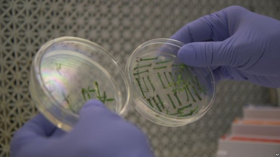 Патентная битва за CRISPR