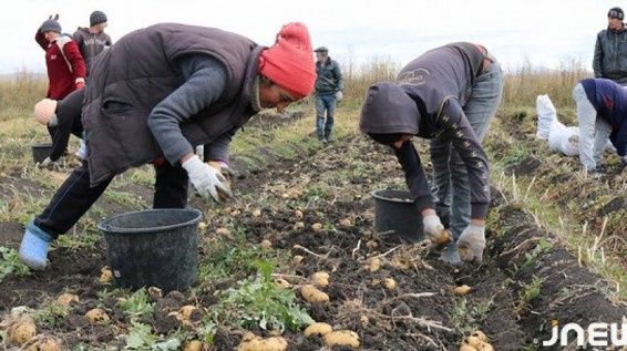 В то время как крахмал вреден для политики