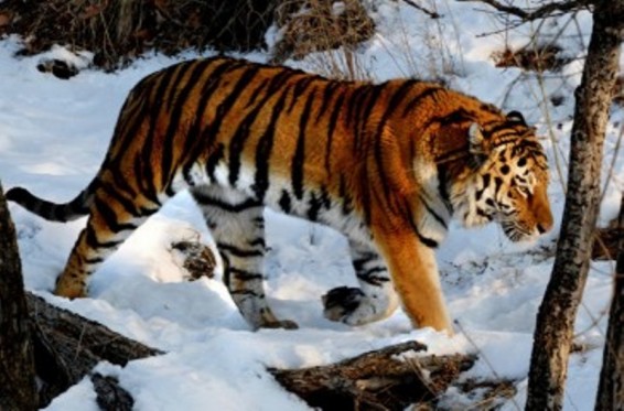 Ռուսաստանում վագրը հարձակվել է տղամարդու վրա