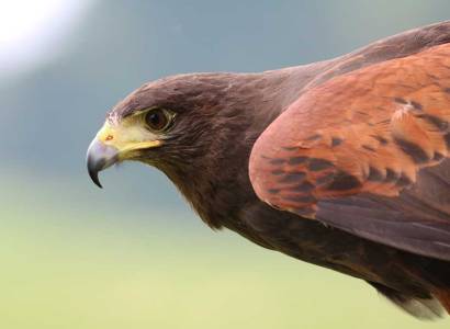 Բազեով որսը Սլովակիայում ազգային մշակութային ժառանգություն է ճանաչվել