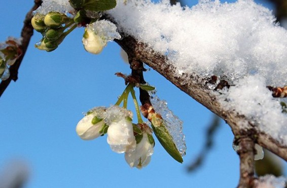 Բուք, ձյան առատ տեղումներ. ջերմաստիճանը կնվազի 7-10 աստիճանով