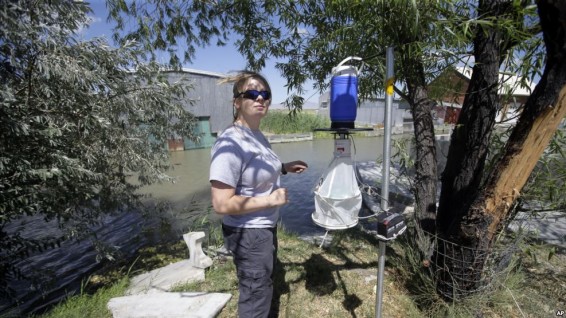 Զիկա հիվանդության տարածման հավանականությունը մեծ է ԱՄՆ-ում