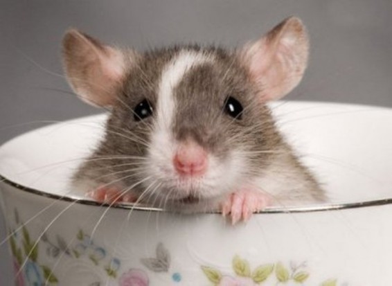 Առնետի համաշխարհային օր