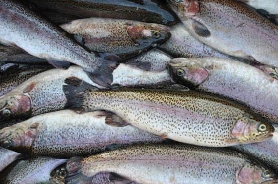 Պայմանավորվածություն է ձեռք բերվել՝ ձկան կերից նմուշներ վերցնել հորմոնների օգտագործումից խուսափելու համար. քննարկում՝ ձկնարտադրողների հետ