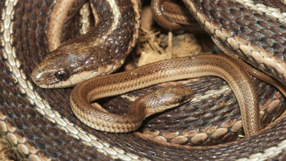 Մեկ ամսում գրանցվել է օձի խայթոցի 17 դեպք