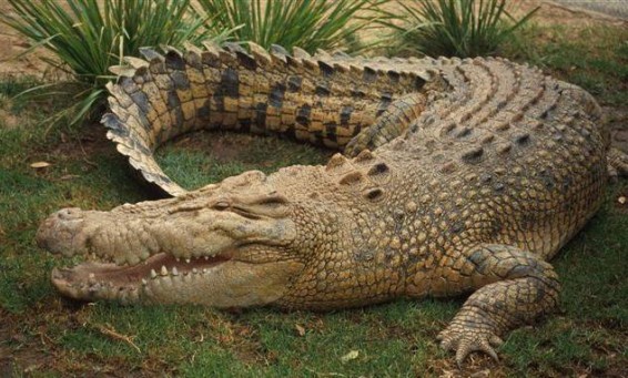 Ինդոնեզիայում կվճարեն մարդակեր-կոկորդիլոսներ որսալու համար