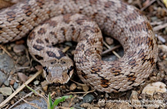 Օձեր են հայտնաբերվել