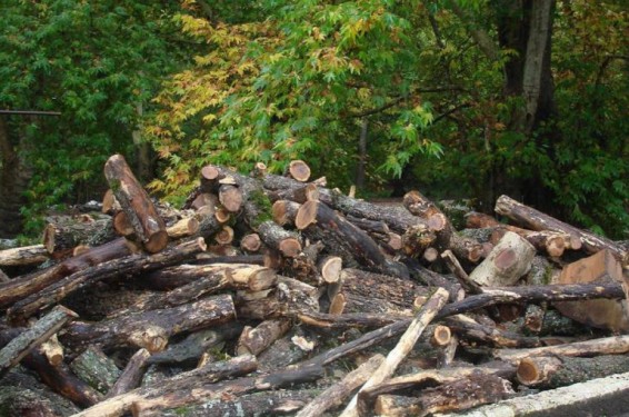 «Դիլիջան Ազգային Պարկ»-ում ապօրինի անտառահատումների քրգործով որպես մեղադրյալ է ներգրավվել 20 պաշտոնյա. պատճառված վնասը կազմում է շուրջ 1.6 մլրդ դրամ