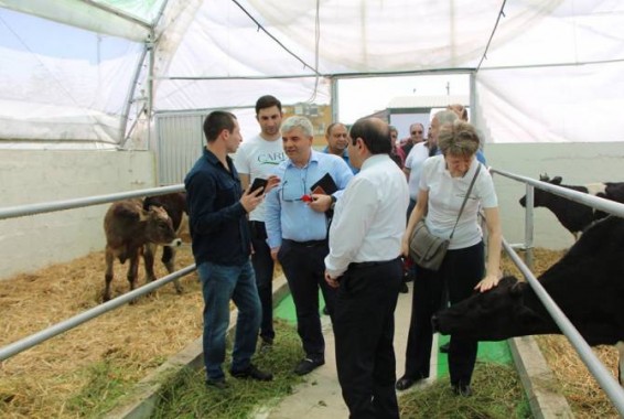 Ստեփանավանում բացվել է նորարարական «խելացի» անասնաշենք