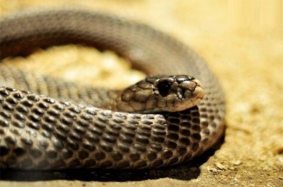 Փրկարարները 1 գյուրզա ու 1 շահմար են բռնել