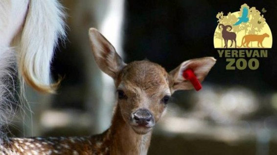 Երևանի կենդանաբանական այգում ծնվել է 4 եղջերու