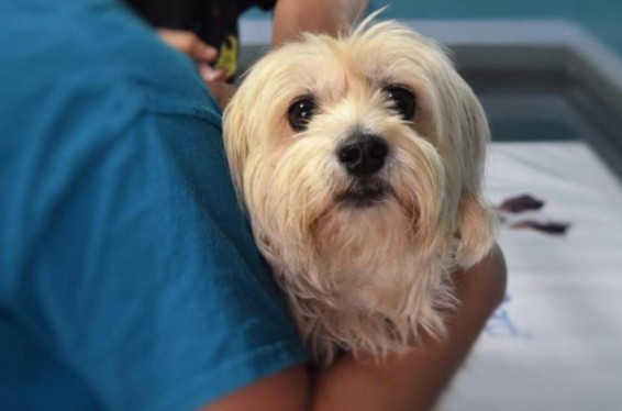 ԱՄՆ-ում քաղցկեղի դեմ պատվաստանյութը փորձարկում են շների վրա