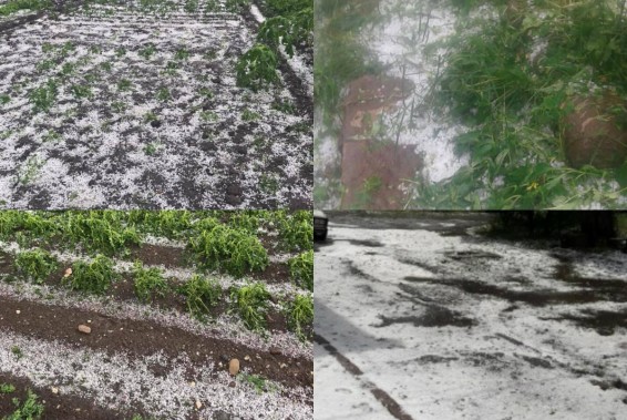 Երկրորդ և երրորդ կարկուտի վնասի չափը դեռ չճշտած՝ նորը տեղաց. Շիրակի մարզում հաշվում են չորրորդ կարկտահարության վնասները