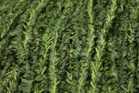 Վարդենիկ գյուղում «Ավելուկի փառատոն»-ի 2 հազար մասնակիցներ միասին գործեցին 1 կիլոմետր երկարությամբ աշխարհի ամենաերկար ավելուկի հյուսքը