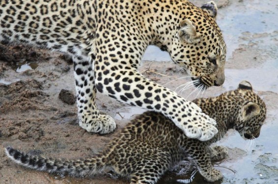 Ընձառյուծի որսի համար տուգանքը 3 մլն դրամից կդառնա 100 մլն