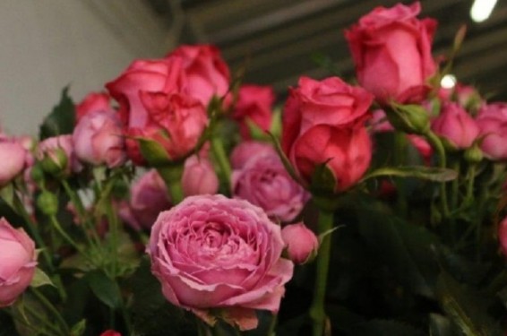 Վորոնեժի օդանավակայանում Հայաստանից բերված ավելի քան 500 «վտանգավոր» ծաղիկ են այրել