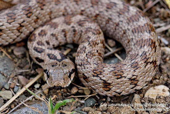 Փրկարարներն անվտանգ տարածք են տեղափոխել օձերին