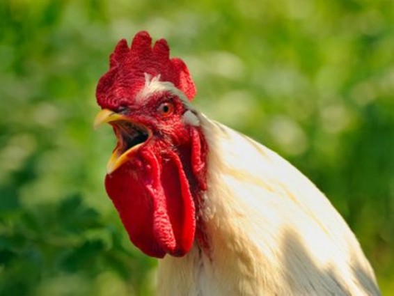 Ֆրանսիայում 500 եվրոյի չափով տուգանել են աքաղաղին՝ հաճախակի ծուղրուղու կանչելու համար