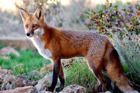 Երևան տներից մեկում աղվես են բռնել