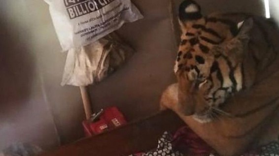 Հնդկաստանում վագրը մտել է տուն ու քնել անկողնում