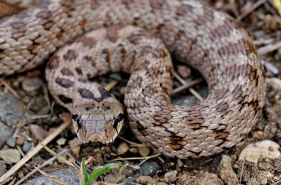 Փրկարարները բռնել են 1 գյուրզա, 1 շահմար, 1 սահնօձ և 1 չպարզված տեսակի օձ