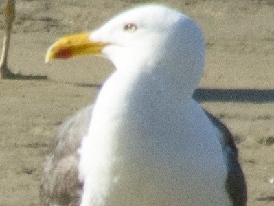 Գիտնականները հայտնաբերել են աշխարհի ամենաարագ ճային