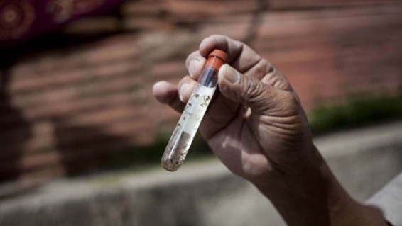 ԱՄՆ-ն լրացուցիչ 81 միլիոն դոլար է տրամադրել Զիկա վիրուսի դեմ պայքարի համար  12 օգոստոսի, 12:44