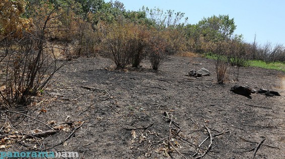Եթե ժամանակին ՏԻՄ-երը խոտերը ջրեն, հնձեն՝ հրդեհները քիչ կլինեն